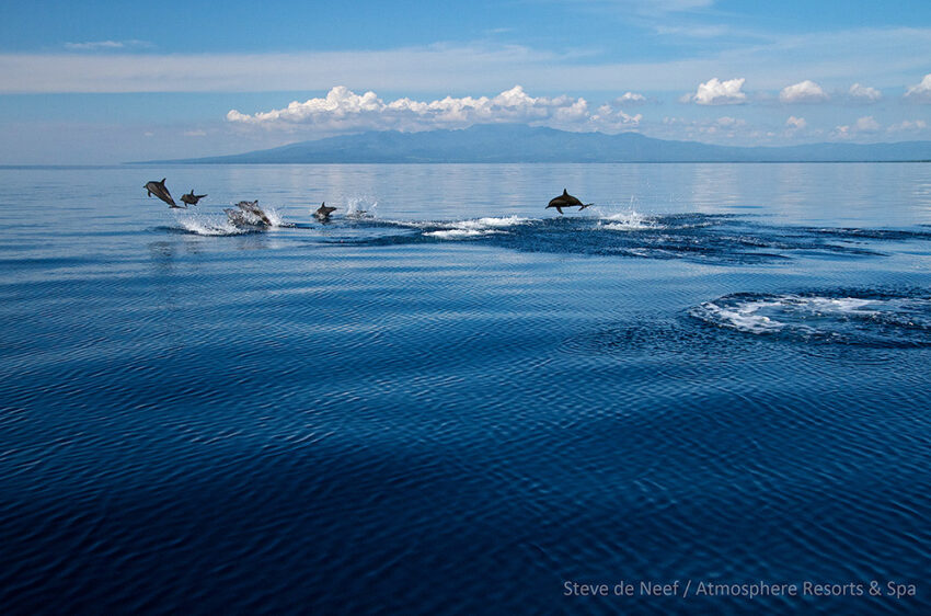 Dolphins In Bais