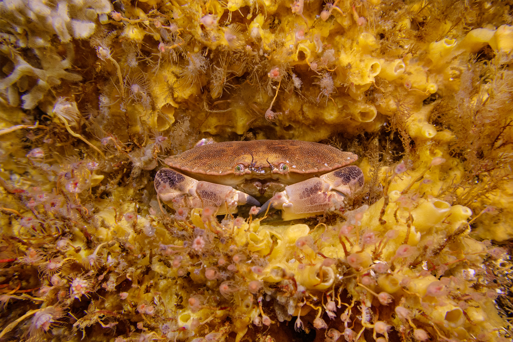 James Lynott – Brown Crab