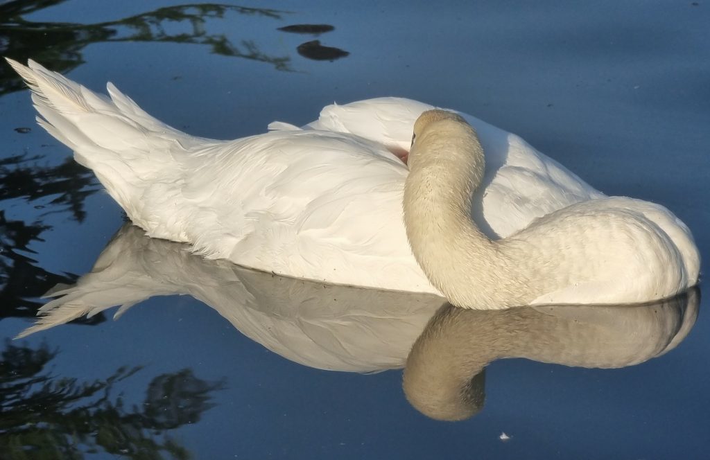Sleepy swan