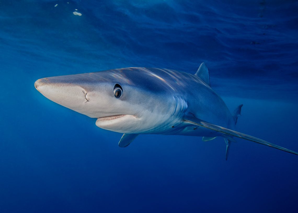 Blue Shark swimming in the sea