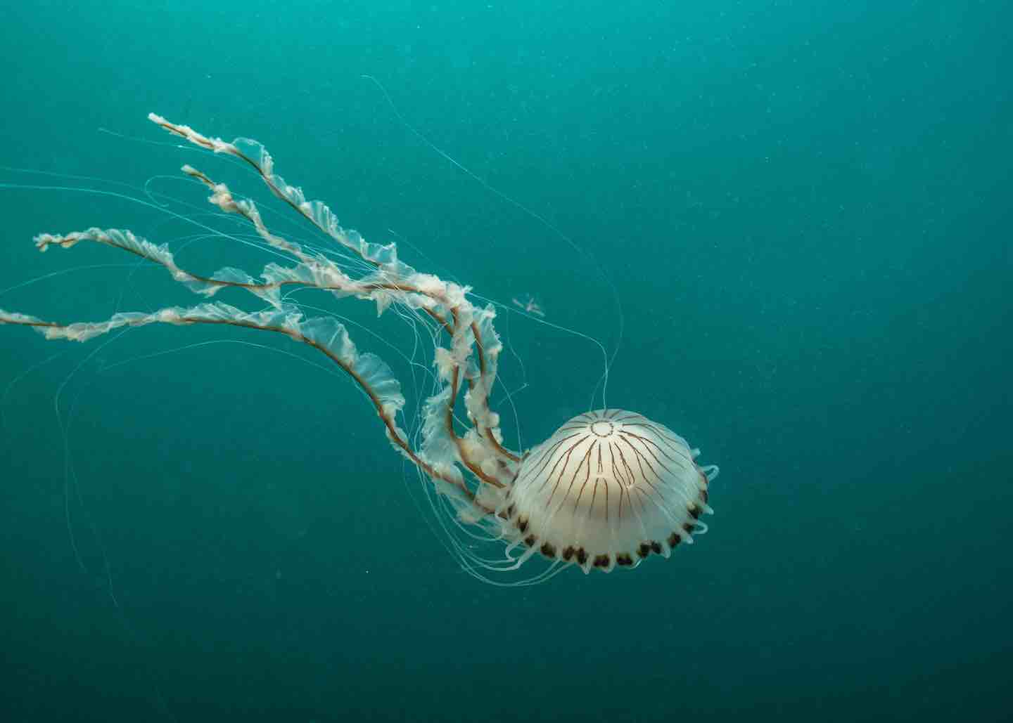 Top spotted jellyfish revealed in UK marine study Outdoor Swimmer