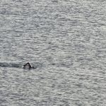 Lone swimmer in the sea