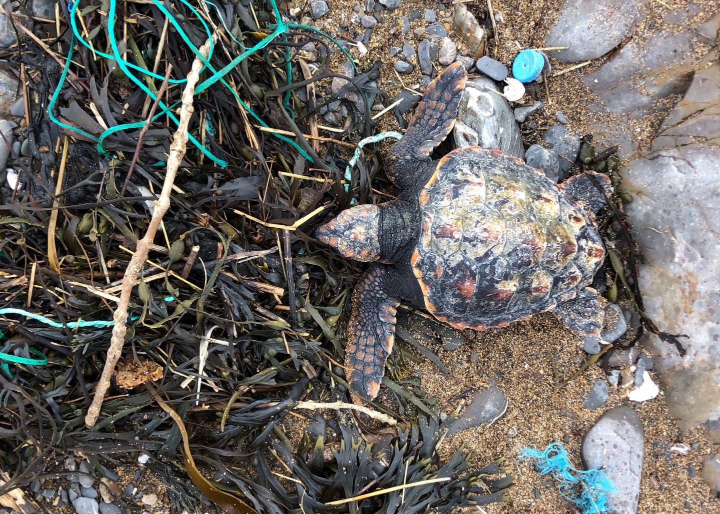 What do I do if I find a stranded turtle this winter? - Outdoor Swimmer ...