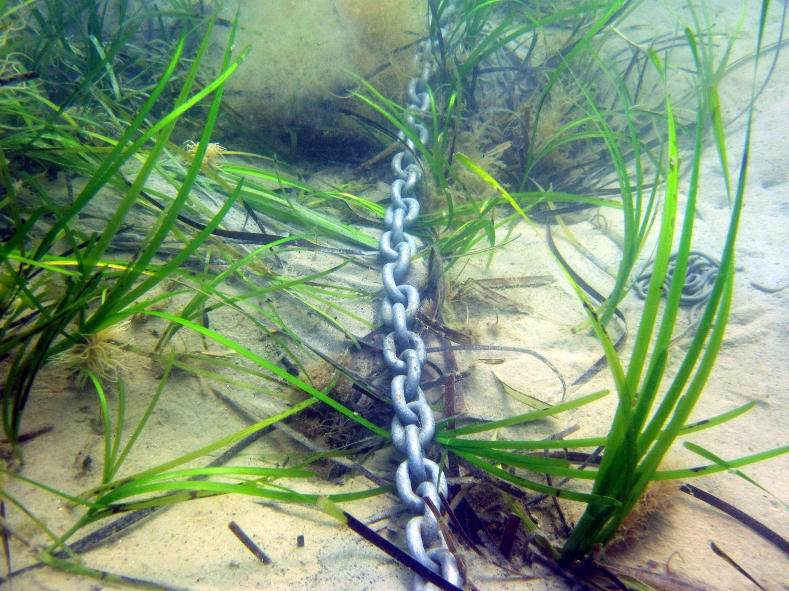 New Studland Bay to protect seagrass meadows and seahorses