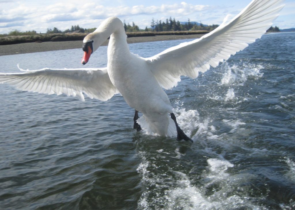 Myth busting Can a swan break your arm? Outdoor Swimmer Magazine