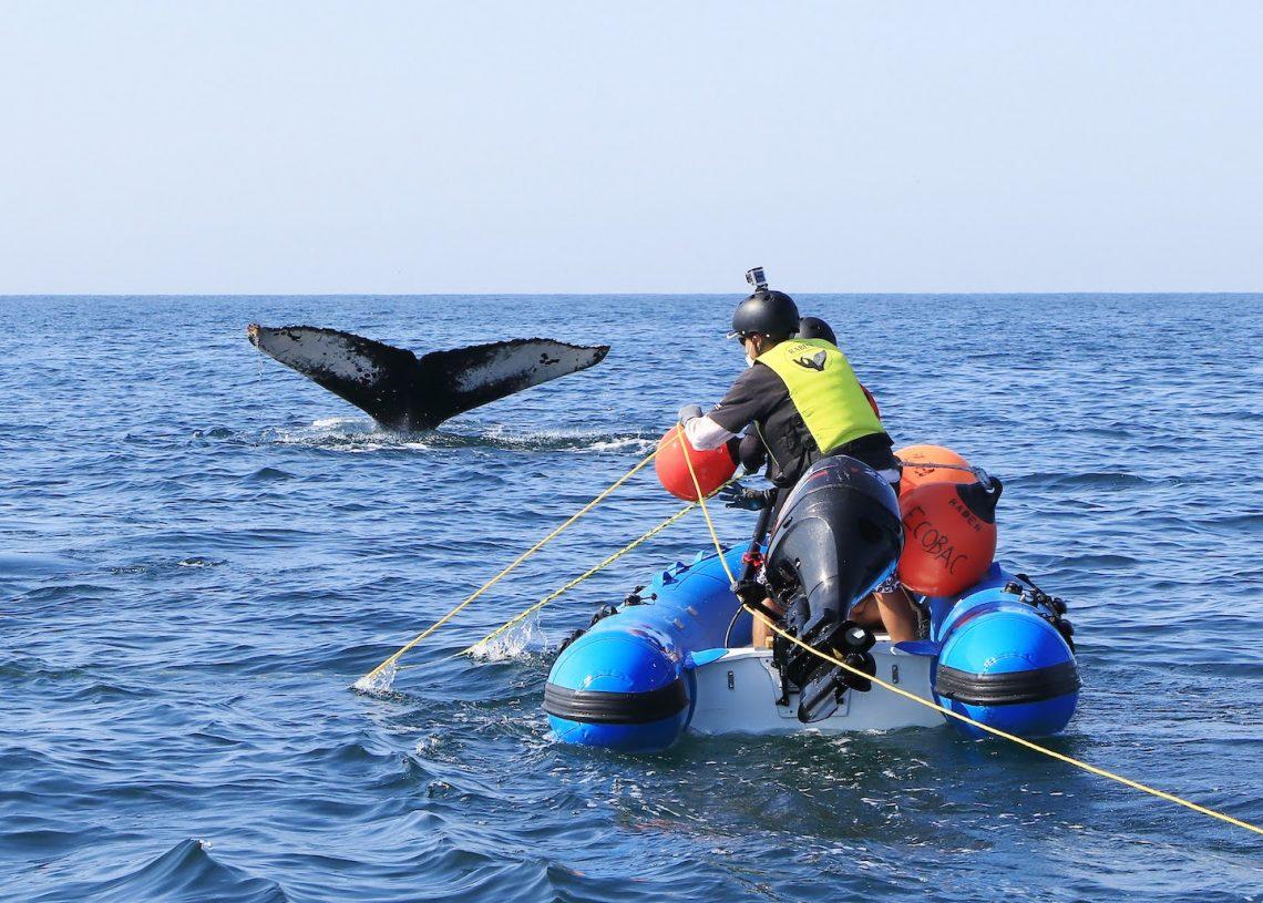 Saving whales