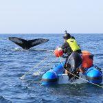 Saving whales