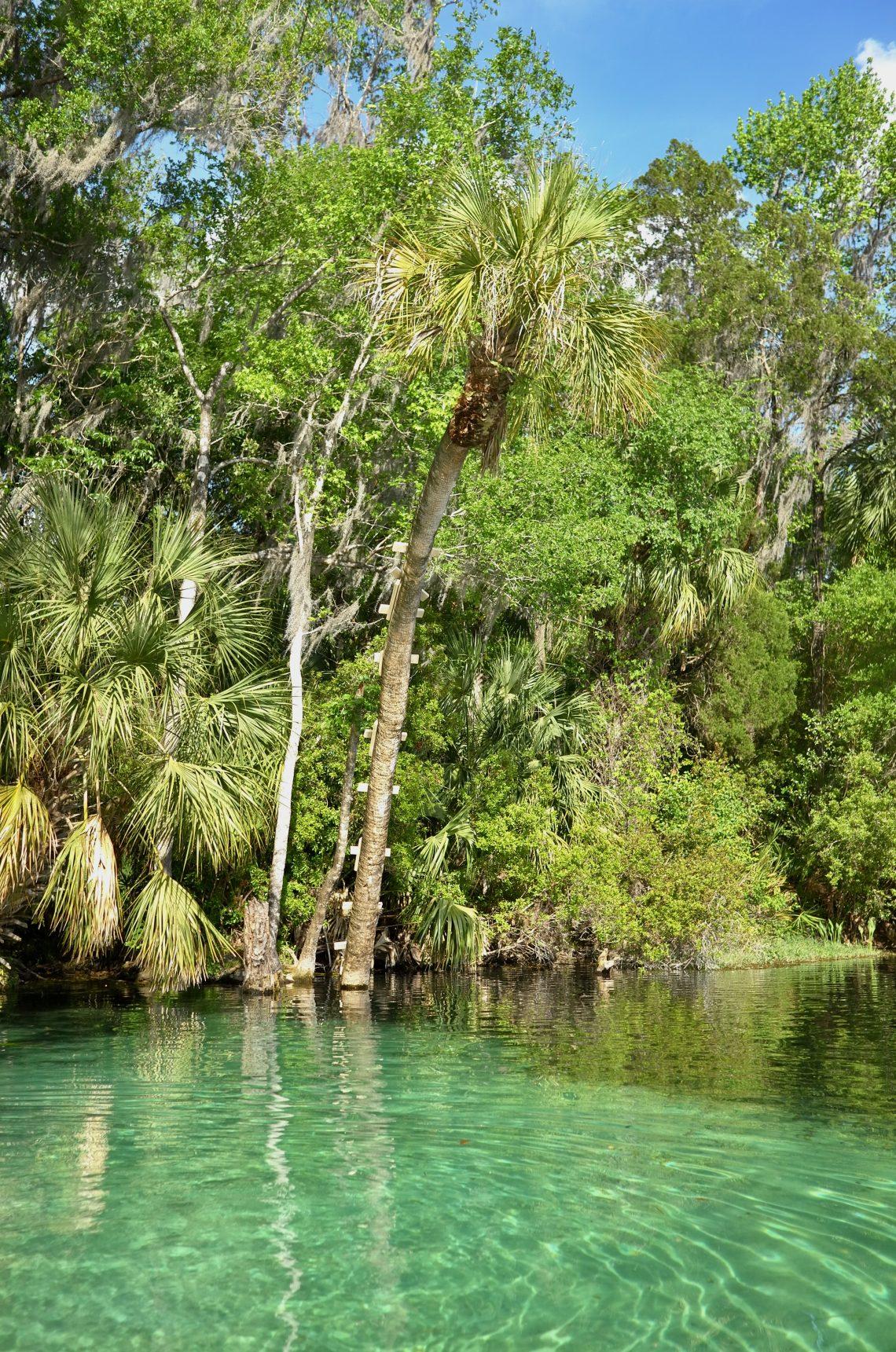 Spring Rivers In Florida Florida Springs revisited - Outdoor Swimmer Magazine