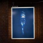 Swimmer cyanotypes by Rosalind Hobley
