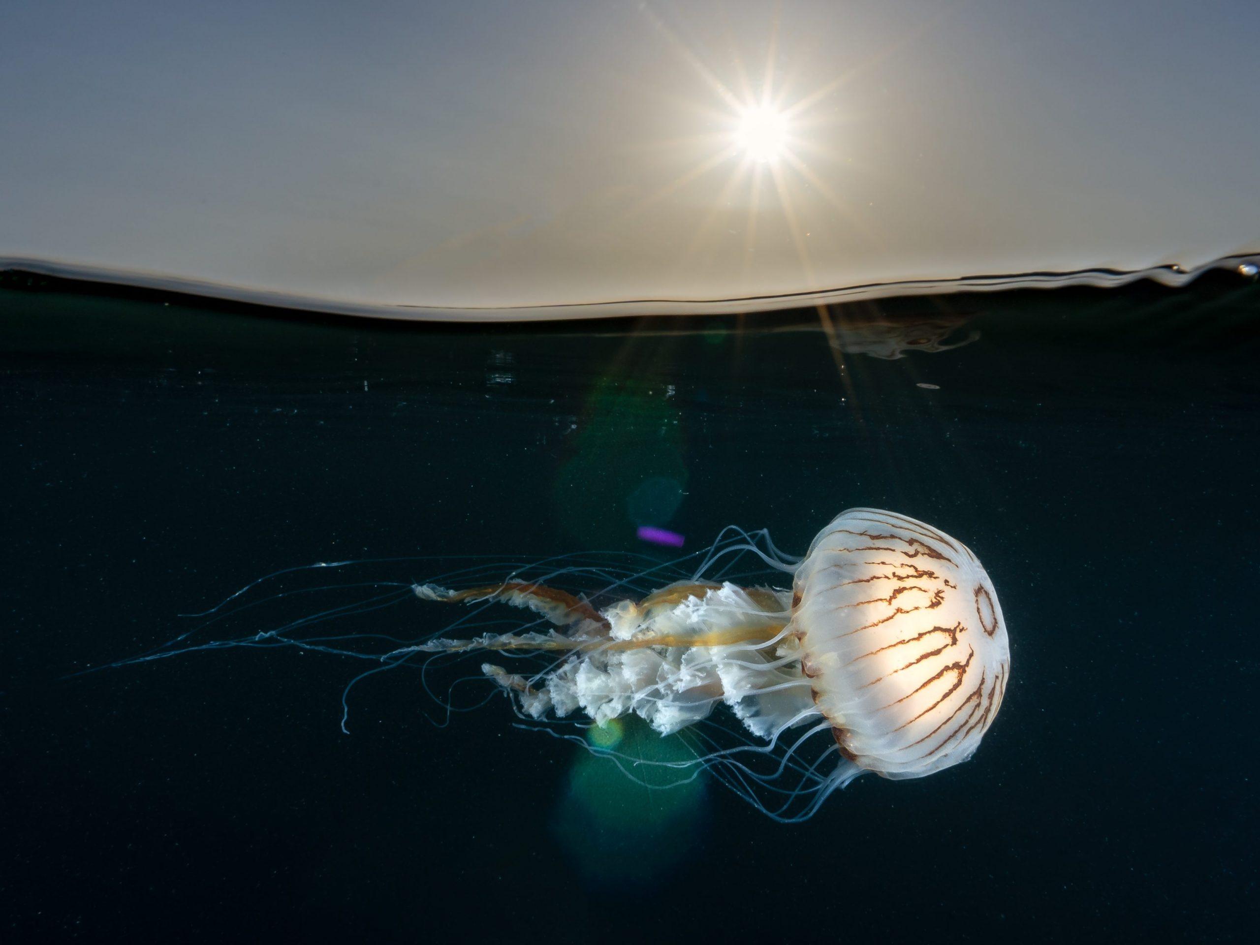 Jellyfish, by Lewis Jeffries