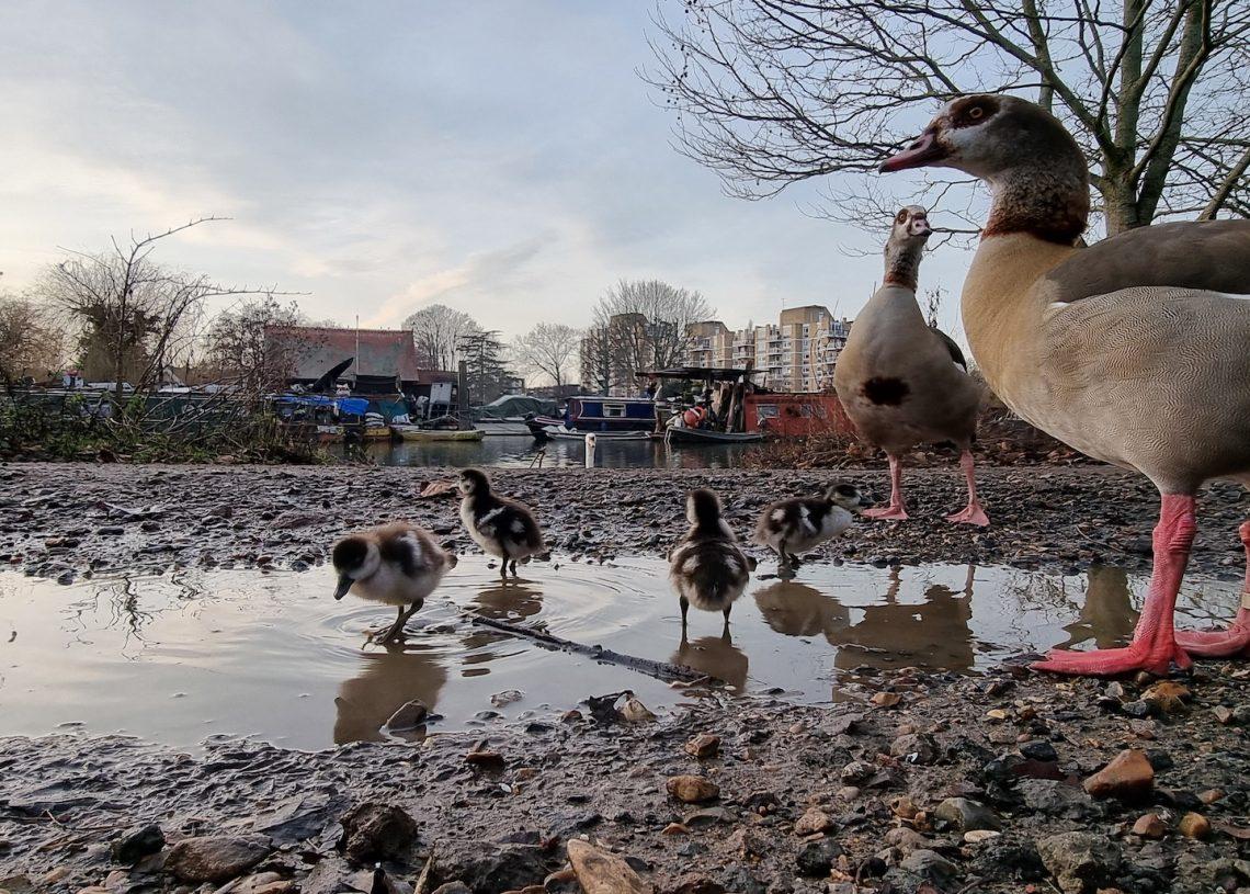 Thames wildlife