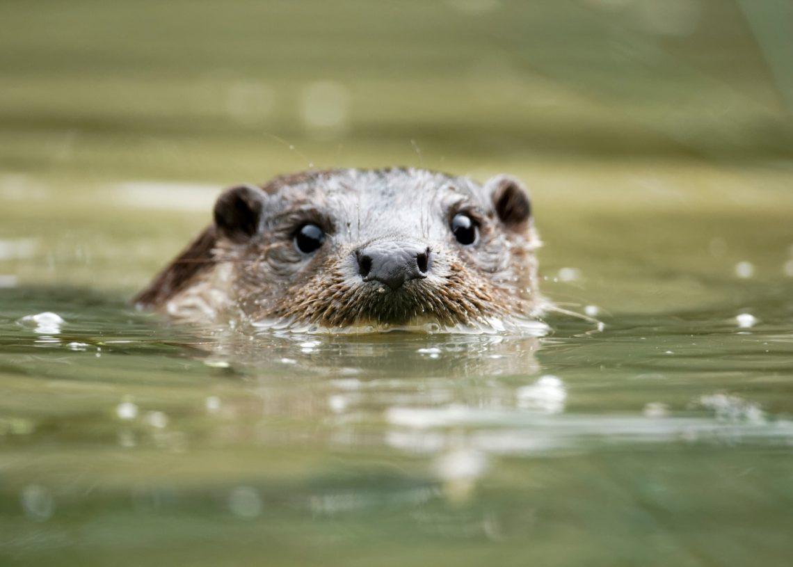 Otter