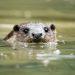 Otter