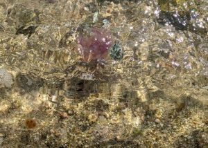 Jellyfish at sea