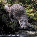 Swimming with wildlife