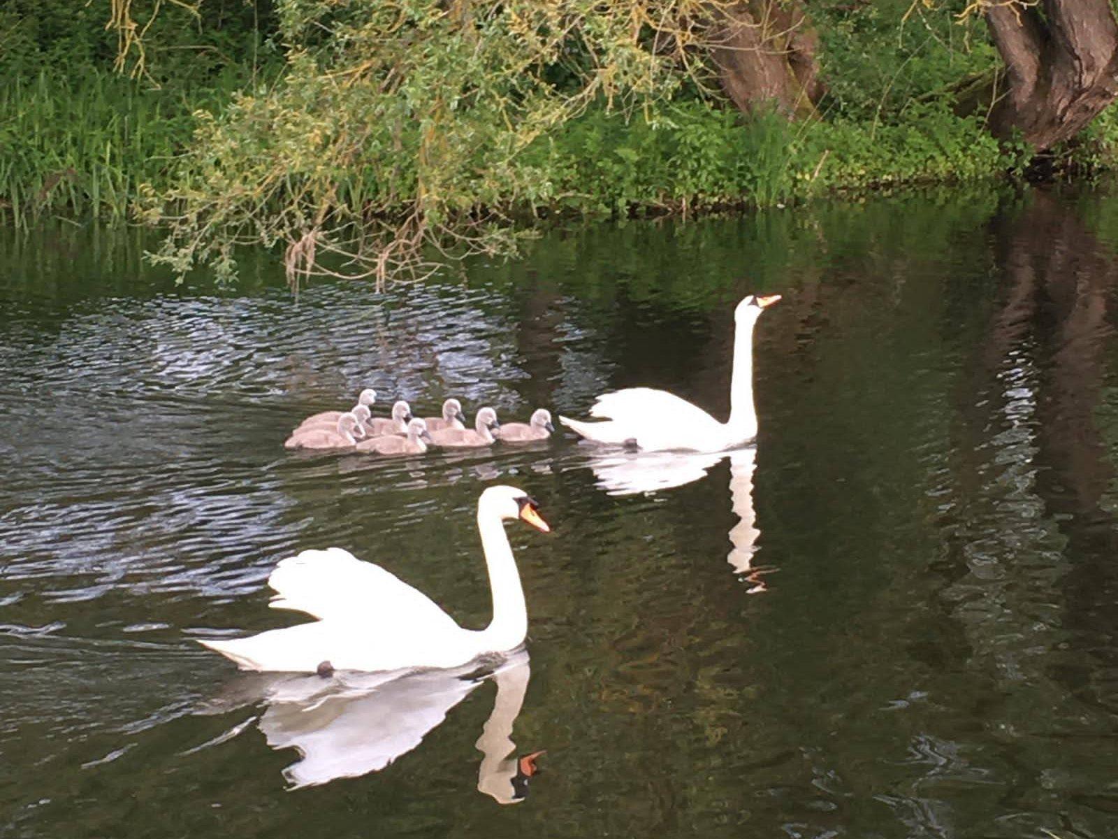 Swimming with swans