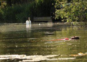 Swimming with swans