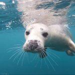 Swimming with wildlife