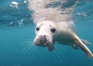 Swimming with wildlife