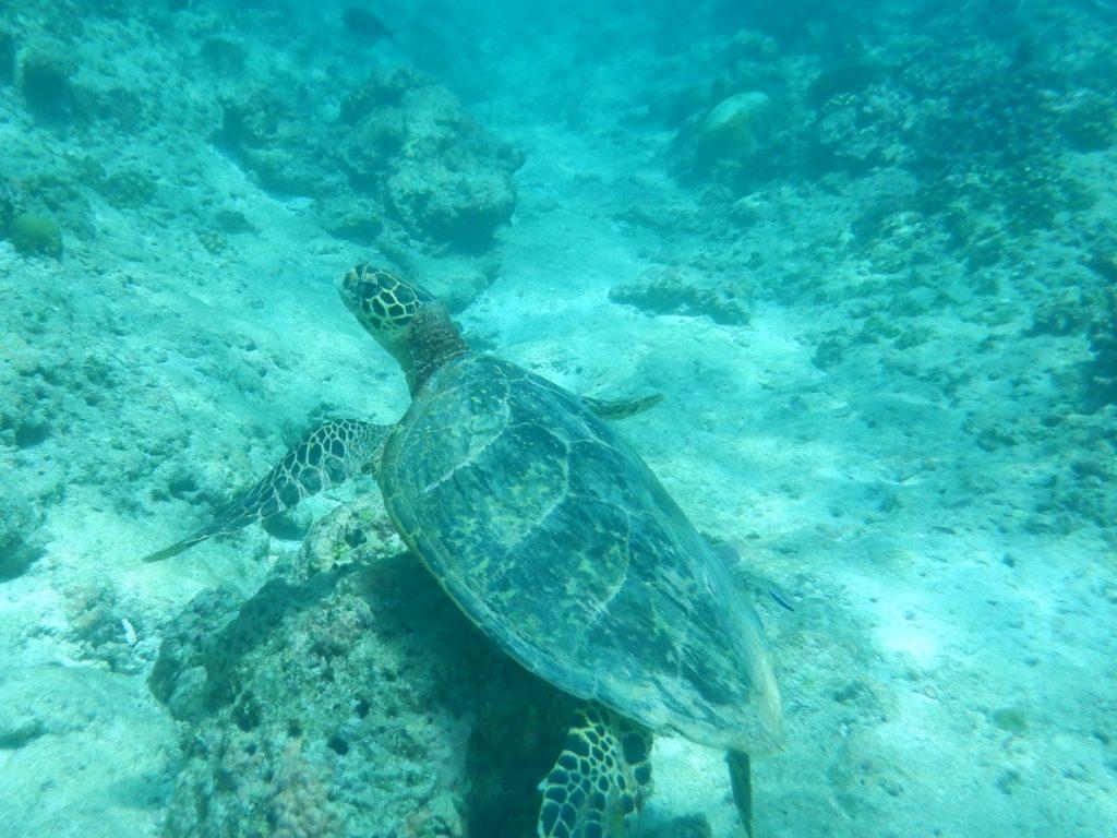 Swimming holiday Maldives