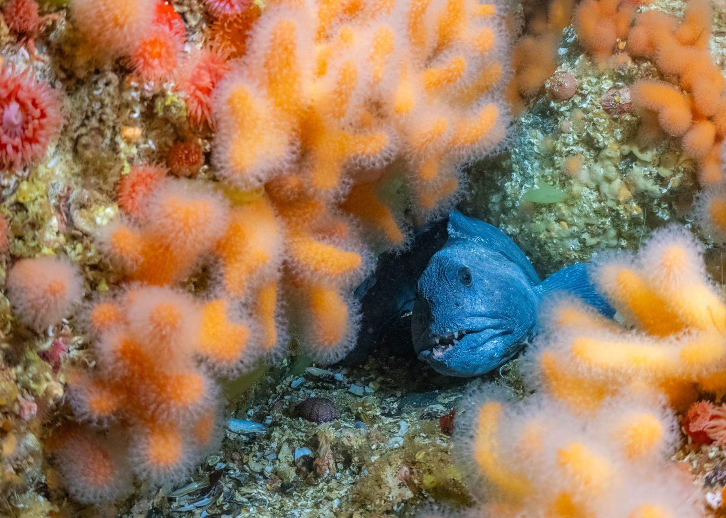 Three films we’re excited to watch at The Ocean Film Festival 2026