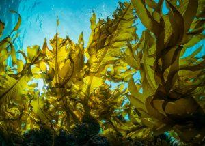 seaweed map
