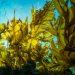 seaweed map