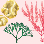seaweeds