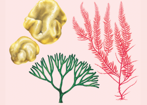 seaweeds